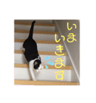 仲良し猫兄弟（個別スタンプ：7）