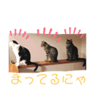 仲良し猫兄弟（個別スタンプ：8）
