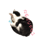 仲良し猫兄弟（個別スタンプ：9）