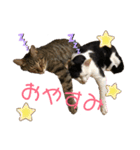 仲良し猫兄弟（個別スタンプ：10）