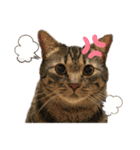 仲良し猫兄弟（個別スタンプ：11）