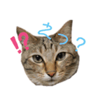 仲良し猫兄弟（個別スタンプ：12）