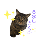 仲良し猫兄弟（個別スタンプ：13）