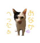 仲良し猫兄弟（個別スタンプ：14）