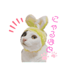 仲良し猫兄弟（個別スタンプ：17）