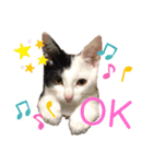 仲良し猫兄弟（個別スタンプ：20）