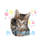 仲良し猫兄弟（個別スタンプ：21）