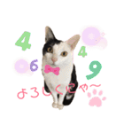 仲良し猫兄弟（個別スタンプ：22）