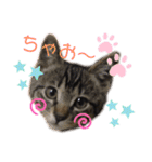 仲良し猫兄弟（個別スタンプ：23）