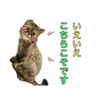 ポアロのスタンプ（4）（個別スタンプ：1）