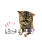 ポアロのスタンプ（4）（個別スタンプ：5）