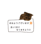 ポアロのスタンプ（4）（個別スタンプ：9）
