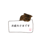 ポアロのスタンプ（4）（個別スタンプ：12）
