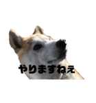 ミントの日常(^^)（個別スタンプ：10）