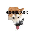 ミントの日常(^^)（個別スタンプ：11）