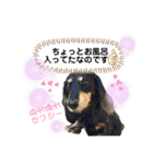 ダックス三姉妹 お姉ちゃんズwithるーたん（個別スタンプ：1）