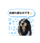 ダックス三姉妹 お姉ちゃんズwithるーたん（個別スタンプ：11）