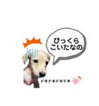 ダックス三姉妹 お姉ちゃんズwithるーたん（個別スタンプ：18）