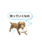 ダックス三姉妹 お姉ちゃんズwithるーたん（個別スタンプ：19）