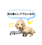ダックス三姉妹 お姉ちゃんズwithるーたん（個別スタンプ：21）