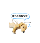 ダックス三姉妹 お姉ちゃんズwithるーたん（個別スタンプ：22）
