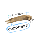 ダックス三姉妹 お姉ちゃんズwithるーたん（個別スタンプ：32）