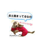 ダックス三姉妹 お姉ちゃんズwithるーたん（個別スタンプ：36）