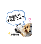ダックス三姉妹 お姉ちゃんズwithるーたん（個別スタンプ：37）