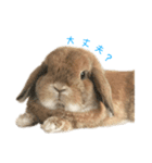 たれ耳うさぎのもこちゃんvol.1（個別スタンプ：2）
