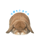 たれ耳うさぎのもこちゃんvol.1（個別スタンプ：6）