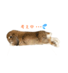 たれ耳うさぎのもこちゃんvol.1（個別スタンプ：9）