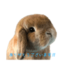 たれ耳うさぎのもこちゃんvol.1（個別スタンプ：10）