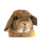 たれ耳うさぎのもこちゃんvol.1（個別スタンプ：13）
