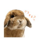 たれ耳うさぎのもこちゃんvol.1（個別スタンプ：15）