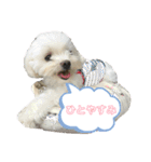 マルまるチビ太（個別スタンプ：3）