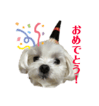 マルまるチビ太（個別スタンプ：6）