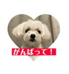 マルまるチビ太（個別スタンプ：10）