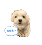 マルまるチビ太（個別スタンプ：11）