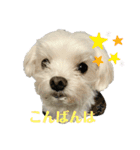 マルまるチビ太（個別スタンプ：15）