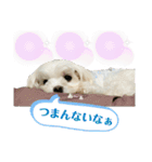 マルまるチビ太（個別スタンプ：16）