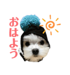 マルまるチビ太（個別スタンプ：20）