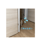 マンチカンのちー②（個別スタンプ：2）