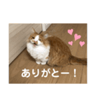 マンチカンのちー②（個別スタンプ：4）