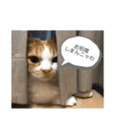 マンチカンのちー②（個別スタンプ：6）
