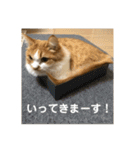 マンチカンのちー②（個別スタンプ：9）