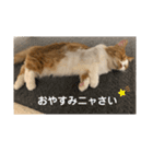 マンチカンのちー②（個別スタンプ：11）