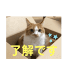 マンチカンのちー②（個別スタンプ：13）