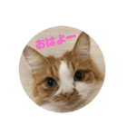 マンチカンのちー②（個別スタンプ：14）