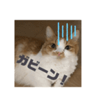 マンチカンのちー②（個別スタンプ：15）