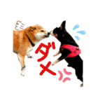 チワピン（小太郎）と柴犬（マル君）（個別スタンプ：1）